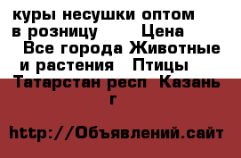 куры несушки.оптом 160 в розницу 200 › Цена ­ 200 - Все города Животные и растения » Птицы   . Татарстан респ.,Казань г.
